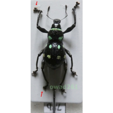 Metapocyrtus elegans Waterhouse, 1842 female Philippines78b